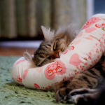 DSC00183-2 - でじねこ本舗
