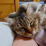 DSC_0584 - でじねこ本舗