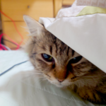 DSC_0606 - でじねこ本舗