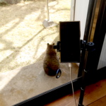 alfred_0002 - でじねこ本舗