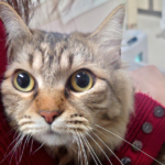tumugi_vaccination_eye - でじねこ本舗 つむぎ