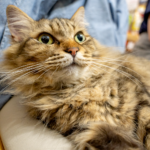 DSC01989 - でじねこ本舗