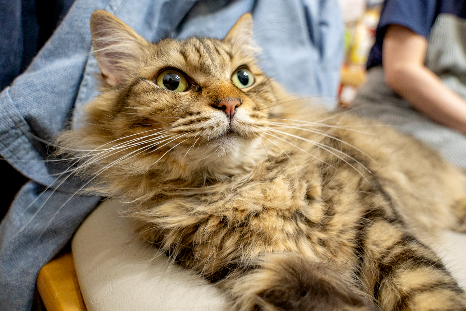 DSC01989 - でじねこ本舗