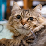 DSC00197 - でじねこ本舗