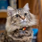 DSC00202 - でじねこ本舗